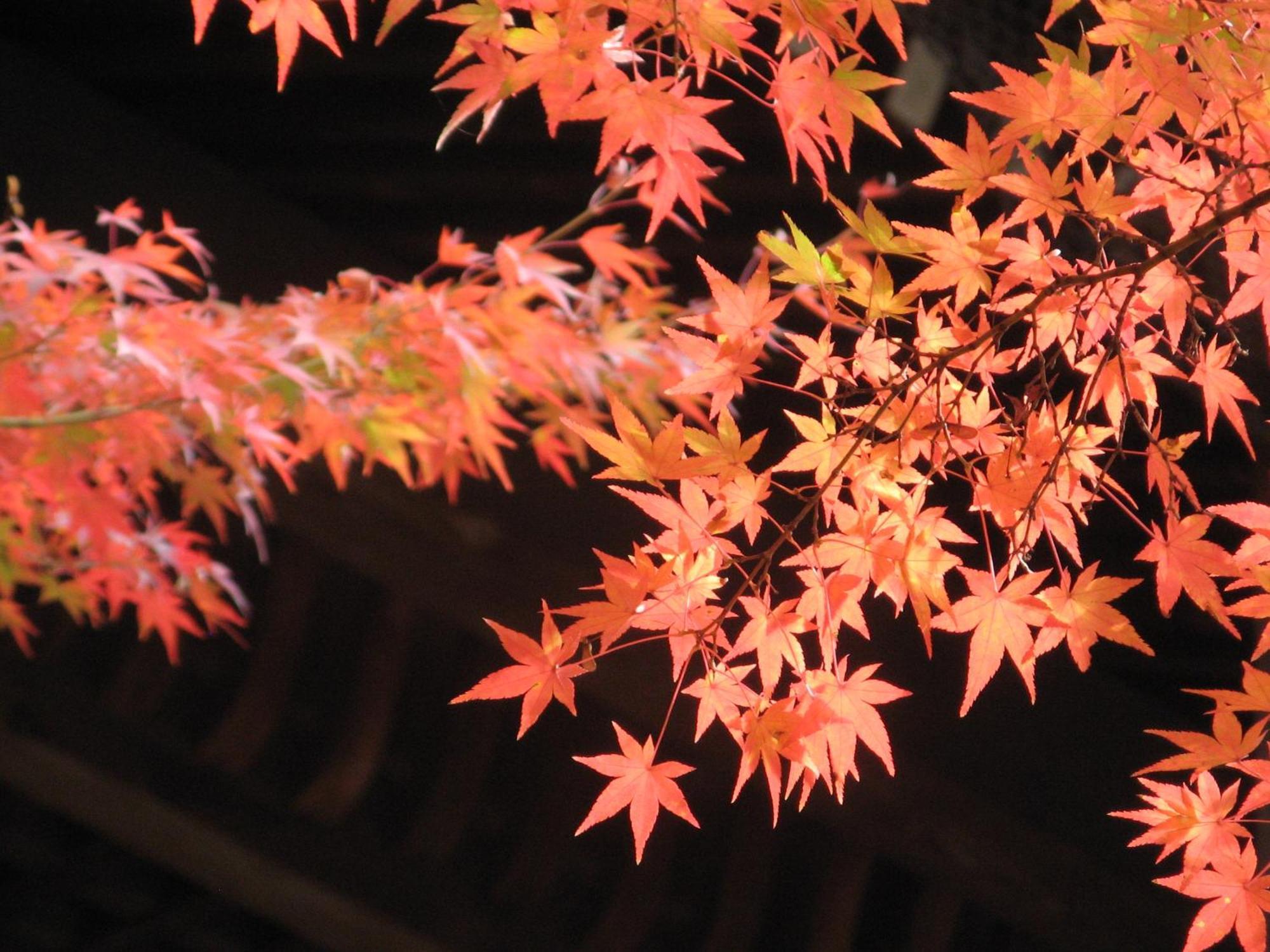 Heian No Mori Kyoto Hotel Exterior foto